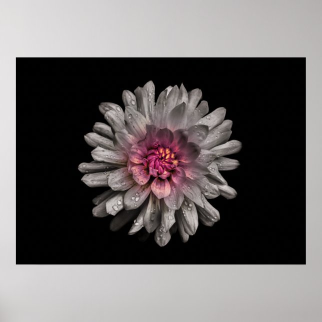 Backyard Flowers No 91 Colour Version Poster (Front)