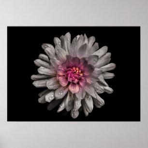 Backyard Flowers No 91 Colour Version Poster