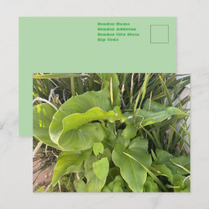 Backyard Garden Closeup Outdoor Nature Photo Postcard