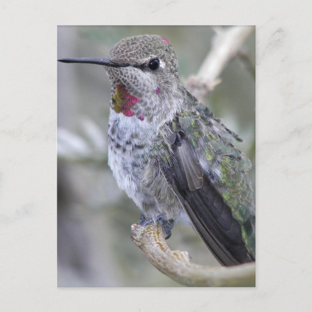 Backyard Hummingbird Postcard (Front)