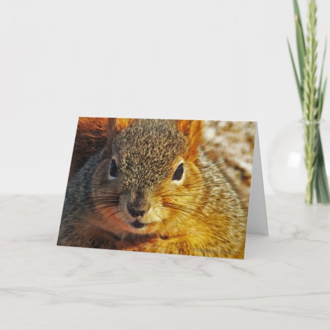 Backyard Squirrel Greeting cards (Front)