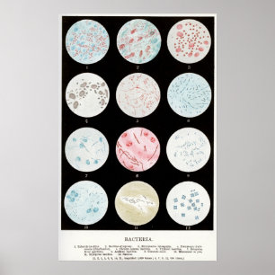 Bacteria Poster