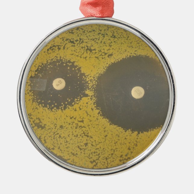 Bacterial antibiotic susceptibility metal ornament (Front)