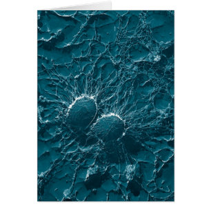 Bacterial cells of Staphylococcus Aureus Close Up