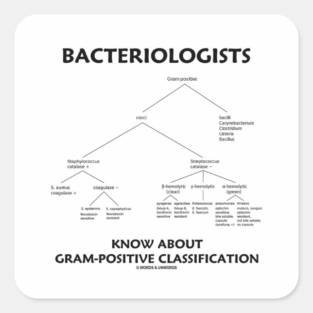 Bacteriologists Know Gram-Positive Classification Square Sticker (Front)