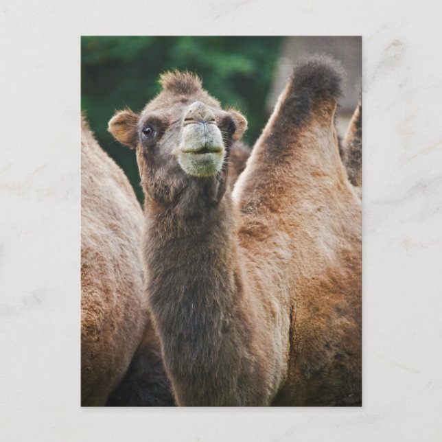 Bactrian Camel Postcard (Front)