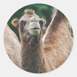 Bactrian Camel Sticker