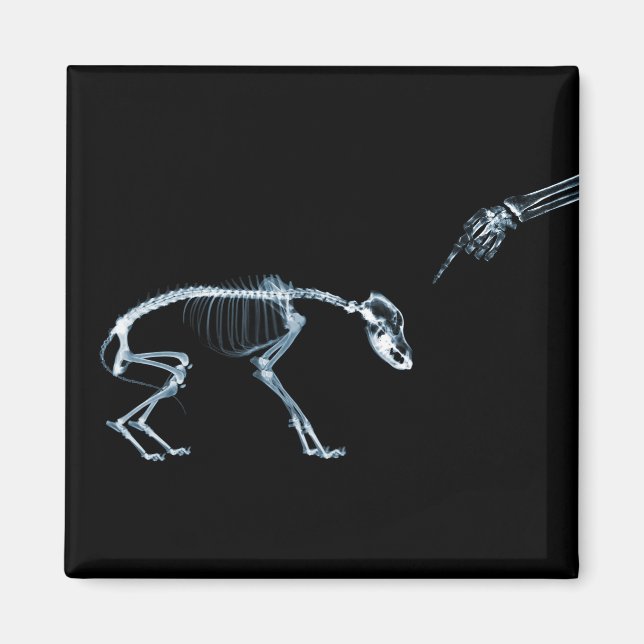 Bad Dog Xray Skeleton Black Blue Magnet (Front)