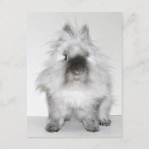 Bad hair day bunny postcard