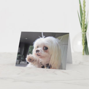 Bad Hair Day Card