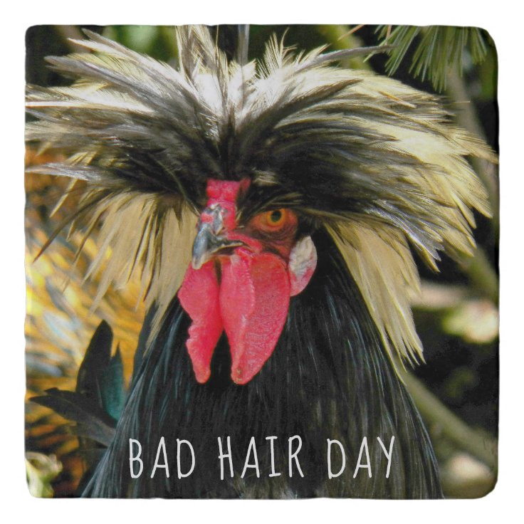 Bad Hair Day Chicken Photo Trivet | Zazzle