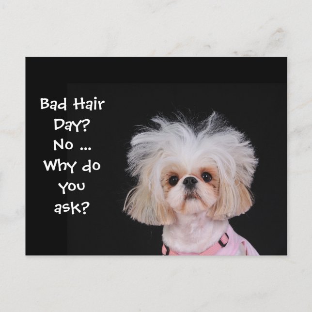Bad Hair Day? Postcard (Front)