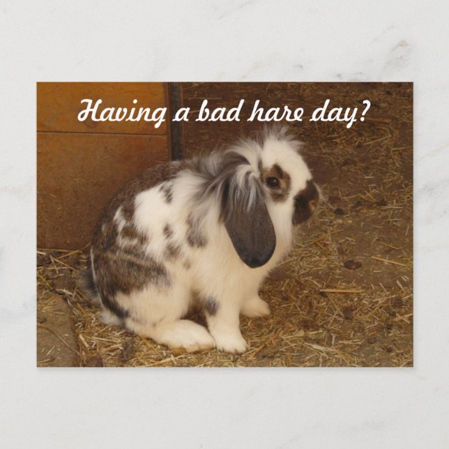 Bad Hare Day Postcard (Front)
