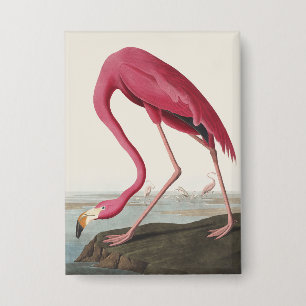 Badge Art Vintage Audubon Flamant Rose Américain Oiseau 