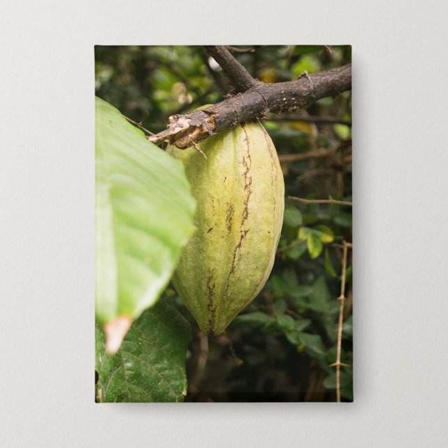 Badge cabosse de cacao (Recto)