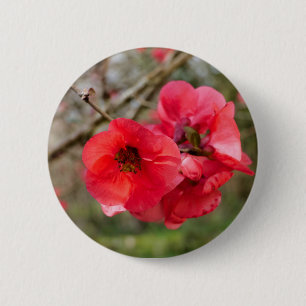 Badge Chaenomeles speciosa