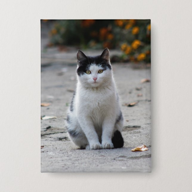 Badge Chat, Blanc, Animaux (Recto)