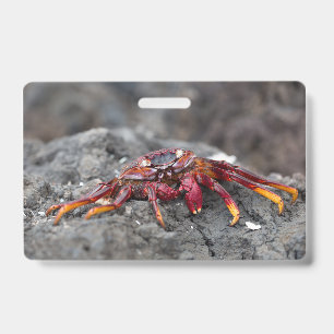 Badge Crabe de roche rouge