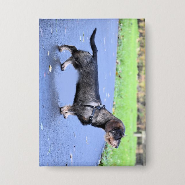 Badge dachshund à poils durs plein (Recto)