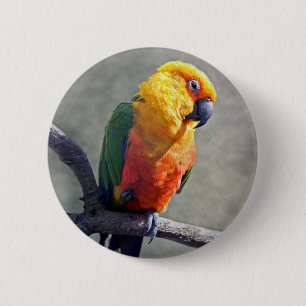 Badge de Conure de Jenday