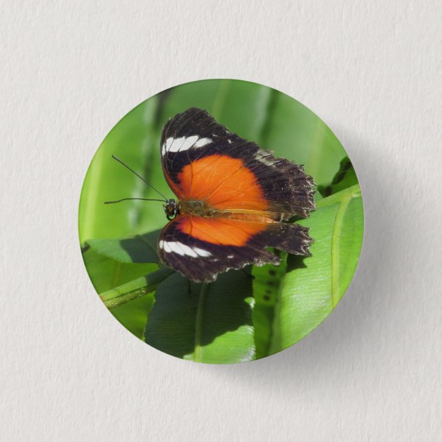 Badge de papillon tropical (Devant)