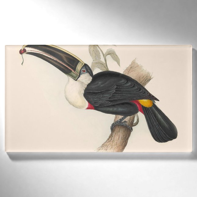 Badge D'identification Peinture animalière d'antiquités Toucans (Devant)