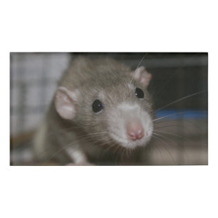 Badge D'identification Rat curieux