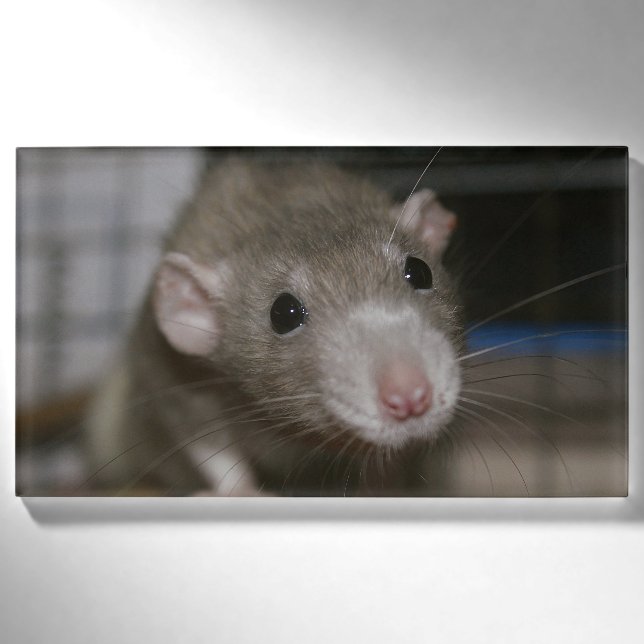 Badge D'identification Rat curieux (Devant)