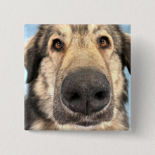 Badge Dog 2 Inch Square Button