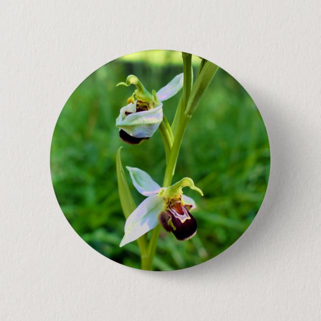 Badge d'orchidée d'abeille (Devant)