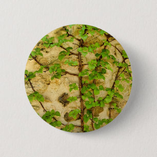 Badge Hydrangea petiolaris