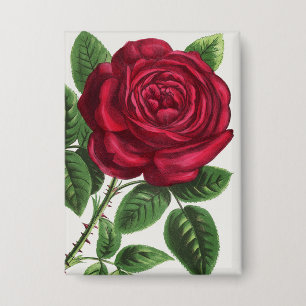 Badge Lithographie de rose antique, François-Frédéric Gr