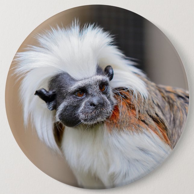 Badge with Cotton-top Tamarin monkey 6 Inch Round Button (Front)