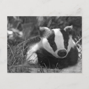 Badger in Black and White Postcard