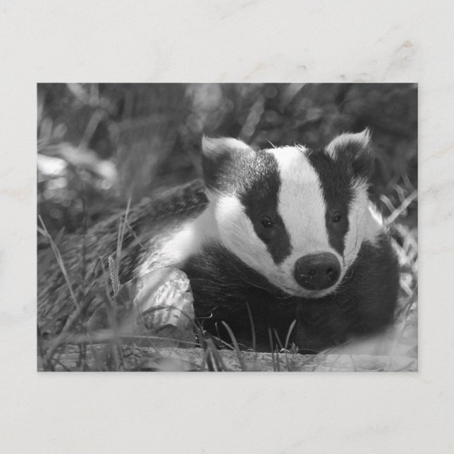 Badger in Black and White Postcard (Front)