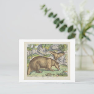 BADGER Joseph Scholz, 1829 - 1880 Postcard