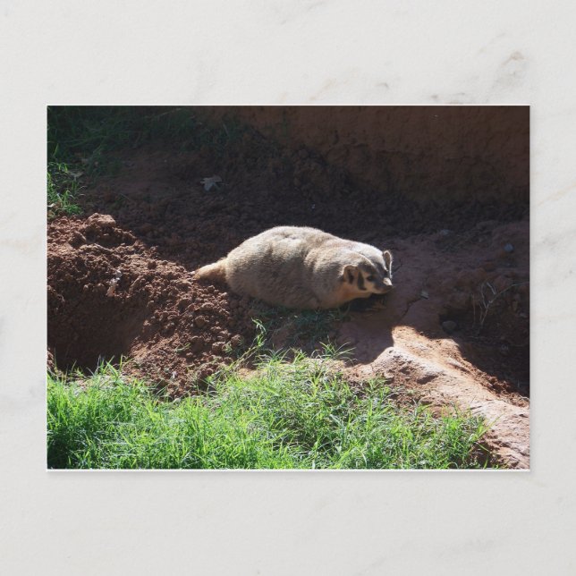 Badger Postcard (Front)