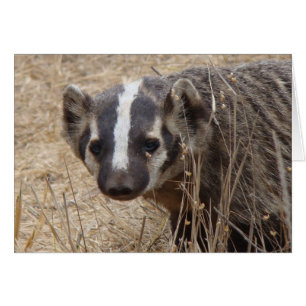 Badger Staredown Card
