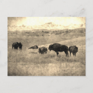 Badlands Bison Postcard