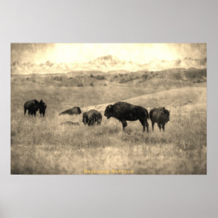 Badlands Bison Poster