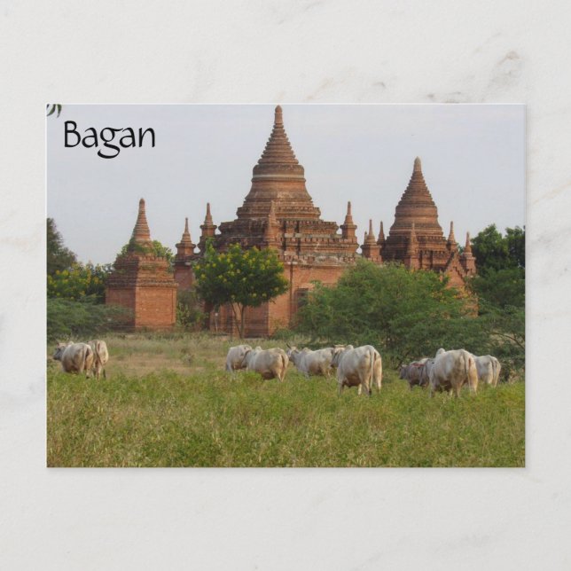 bagan temple cattle postcard (Front)