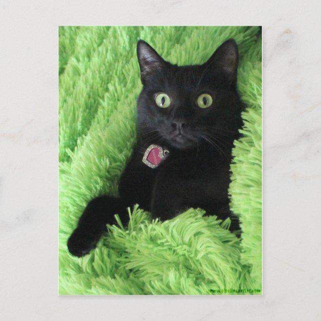 Bagheera the Black Cat Postcard (Front)