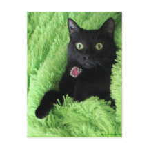 Bagheera the Black Cat Postcard
