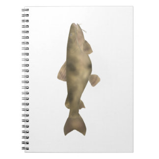 Bagre-sapo Notebook