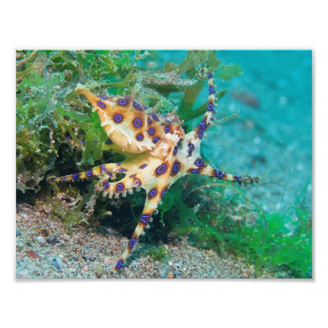 Bague Bleue Octopus Photo Impression (Devant)