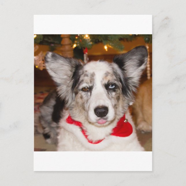 Bah Humbug!!! Postcard (Front)