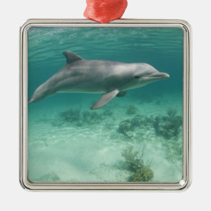 Bahamas, Grand Bahama Island, Freeport, Captive 6 Metal Ornament