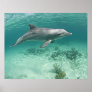 Bahamas, Grand Bahama Island, Freeport, Captive 6 Poster