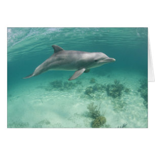 Bahamas, île de Grand Bahama, Freeport, captif 6