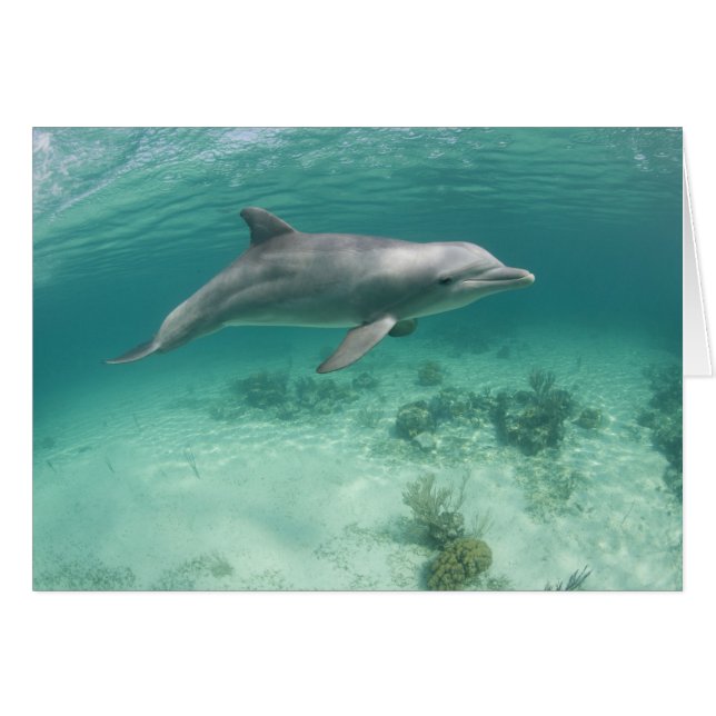 Bahamas, île de Grand Bahama, Freeport, captif 6 (Devant horizontal)